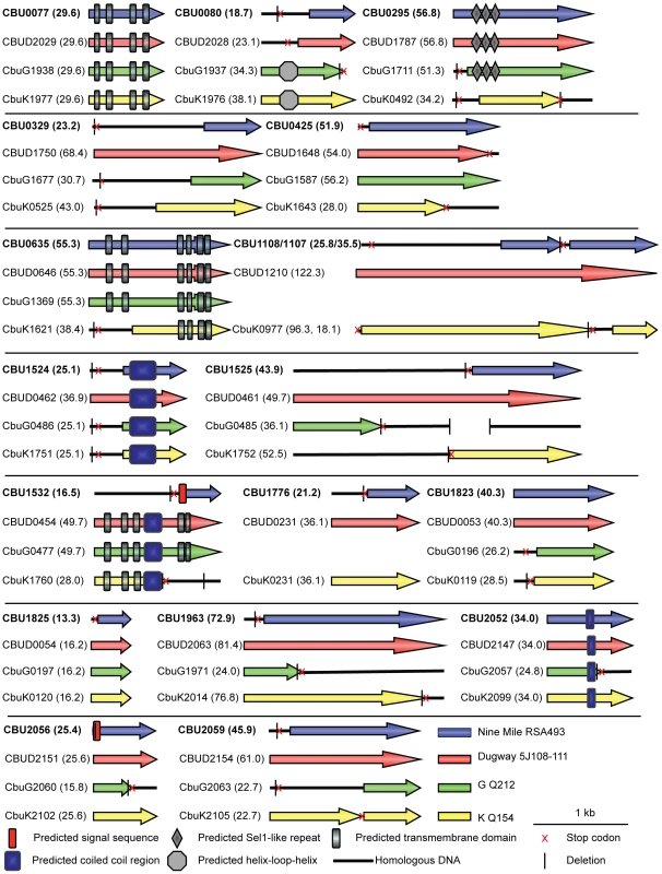 Domain analysis and genomic comparisons for <i>C. burnetii</i> effectors identified in this study.