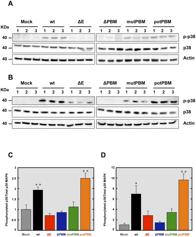 Activation of p38 MAPK in SARS-CoV-E-PBM mutants infected mice and cells.
