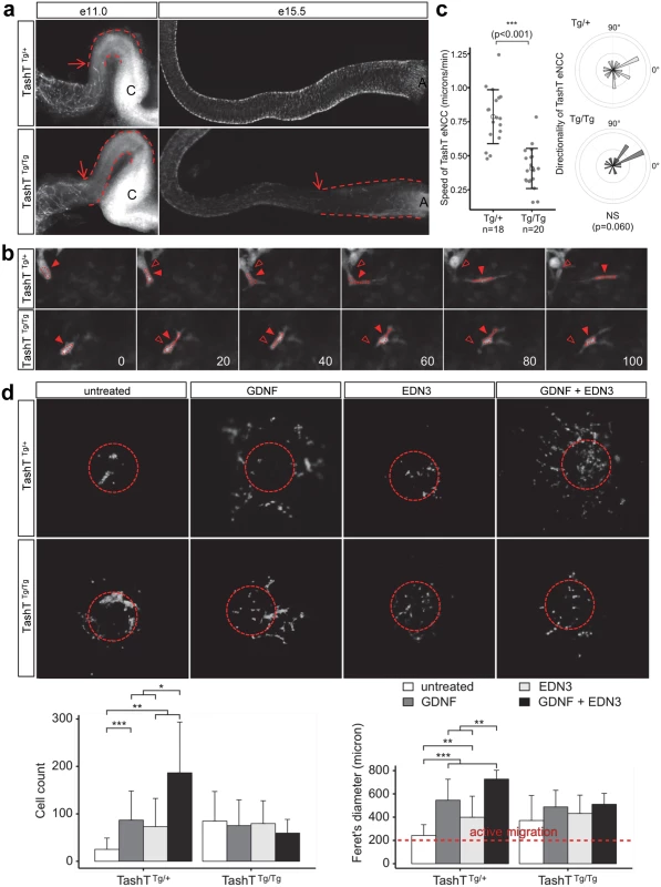 A cell migration defect underlies the defective colonization of TashT<sup>Tg/Tg</sup> embryonic guts by eNCC.