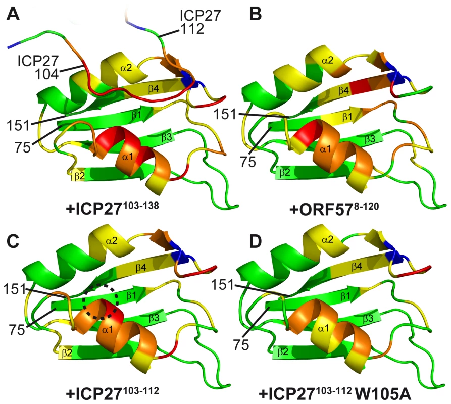 Mapping of the ICP27- and ORF57-induced signal shifts onto the structure of REF RRM domain.