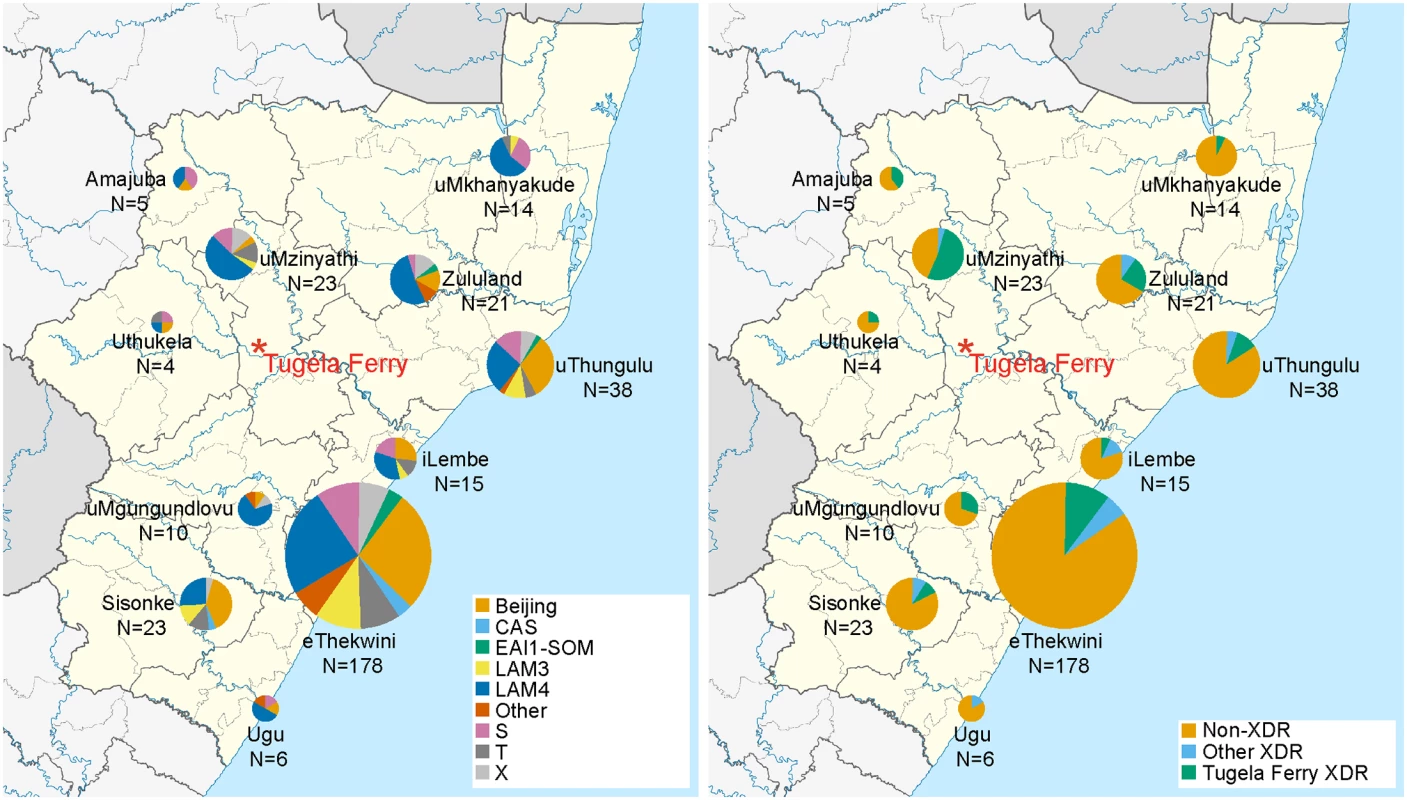 Wide geographic spread of diverse strains across KwaZulu-Natal and wide distribution of XDR and the Tugela Ferry XDR Clone members.