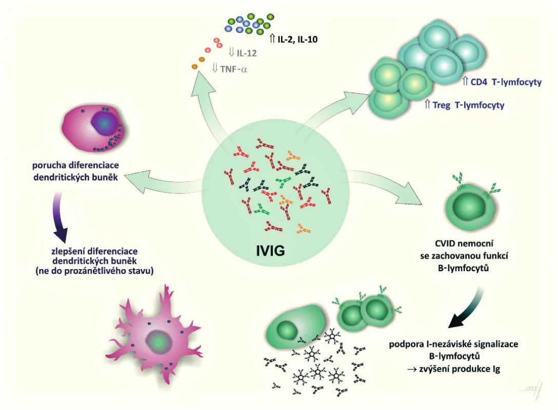 Modulační mechanismy i.v. podávání imunoglobulinů u nemocných s primárními imunodeficiencemi