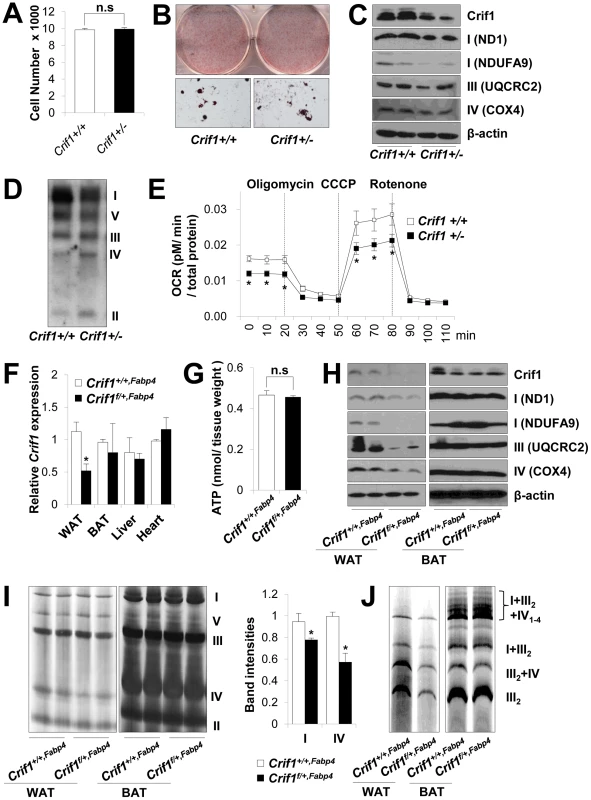 Dysfunctional mitochondria in <i>Crif1</i> haploinsufficient adipocytes.