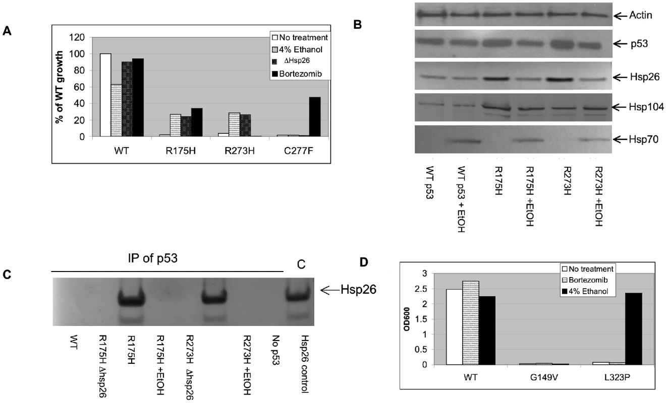 Functional rescue of mutant p53 and MTHFR in yeast.