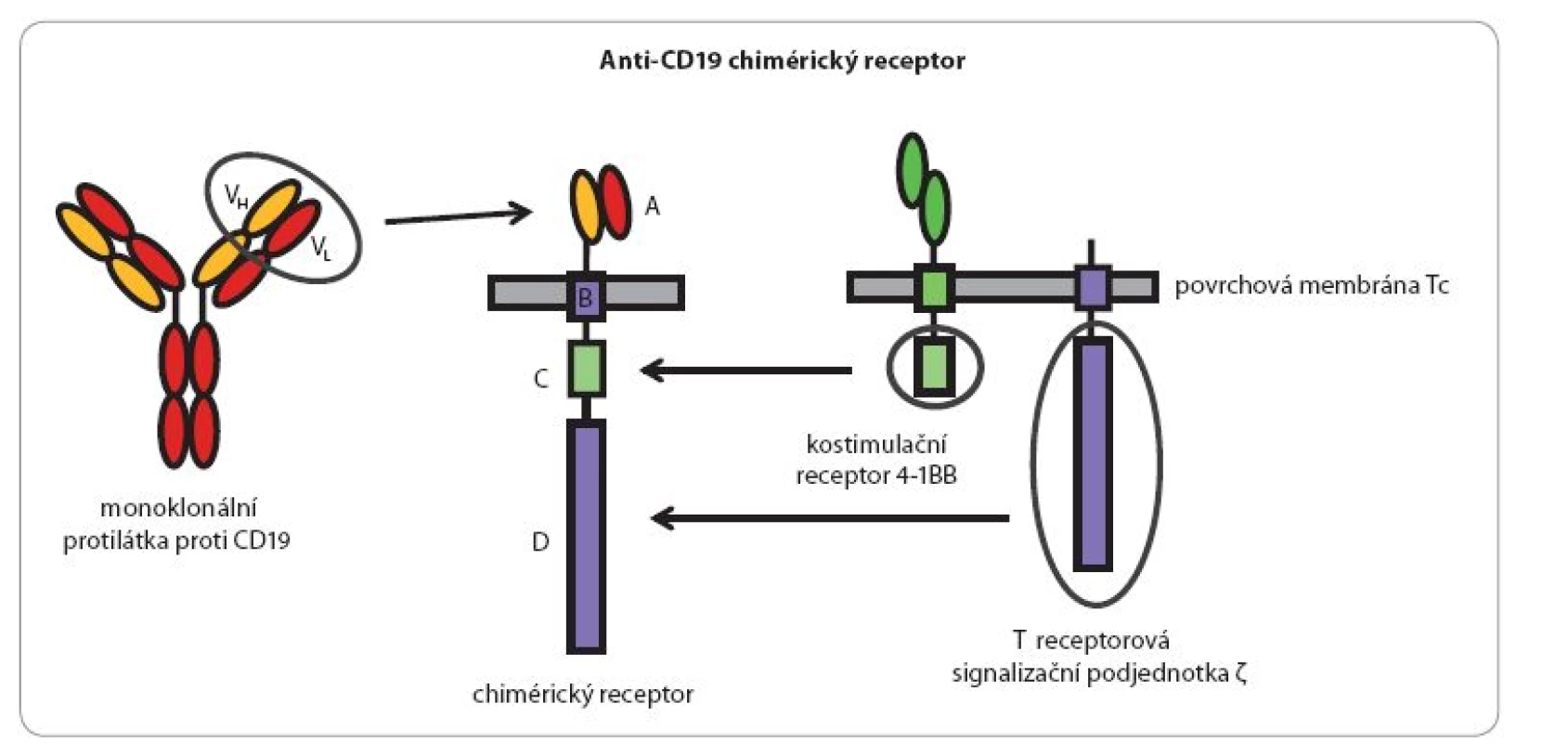 Schéma chimérického antigenního receptoru (CAR) rozeznávajícího povrchový protein leukemických buněk CD19.
