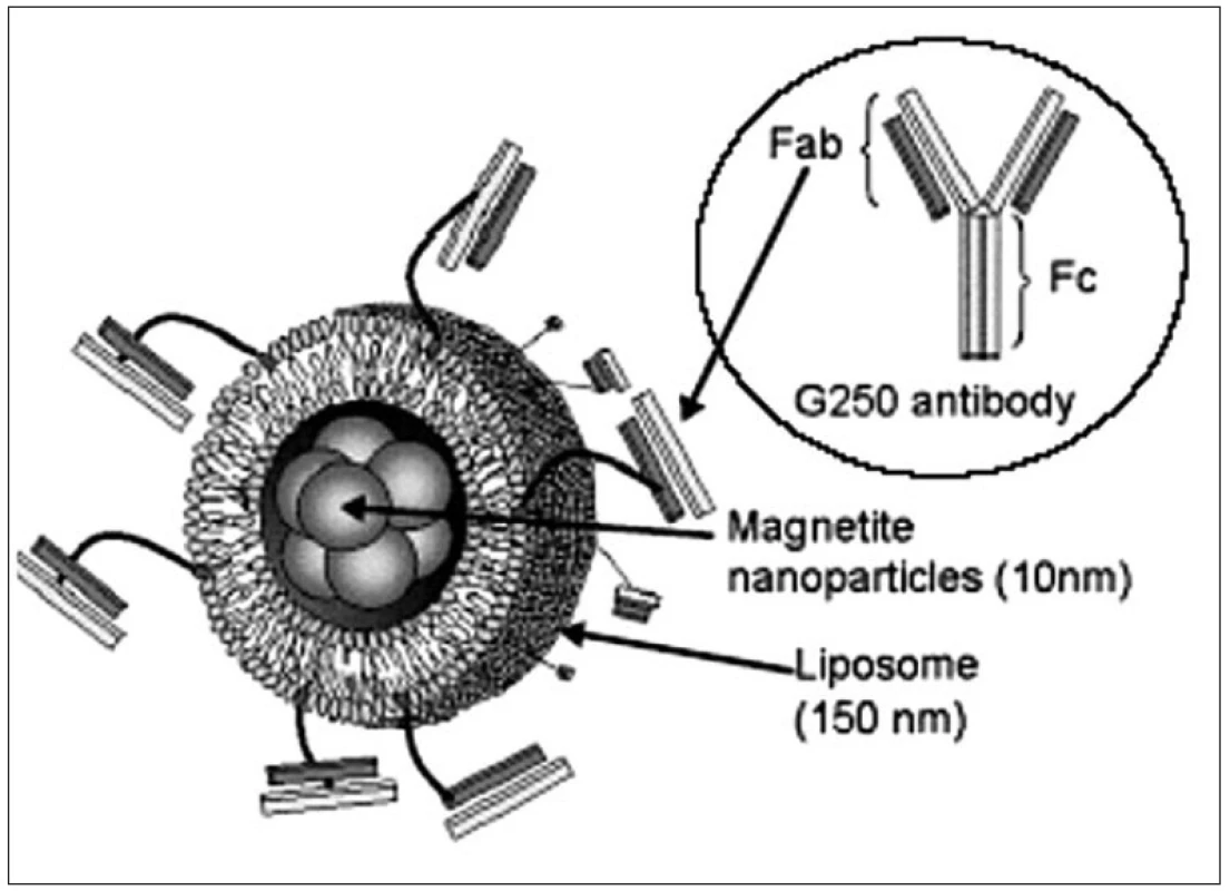 Příklad multifunkční nanočástice (pro aktivní zacílení). Jádro obsahující magnetické nanočástice je „zabaleno“ do obalu liposomu, ke kterému je kovalentně připojena specifická protilátka (13)