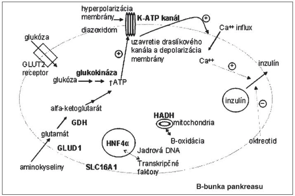 Miesta účinku proteínov, kódovaných génmi, ktoré sú asociované s kongenitálnym hyperinzulinizmom.