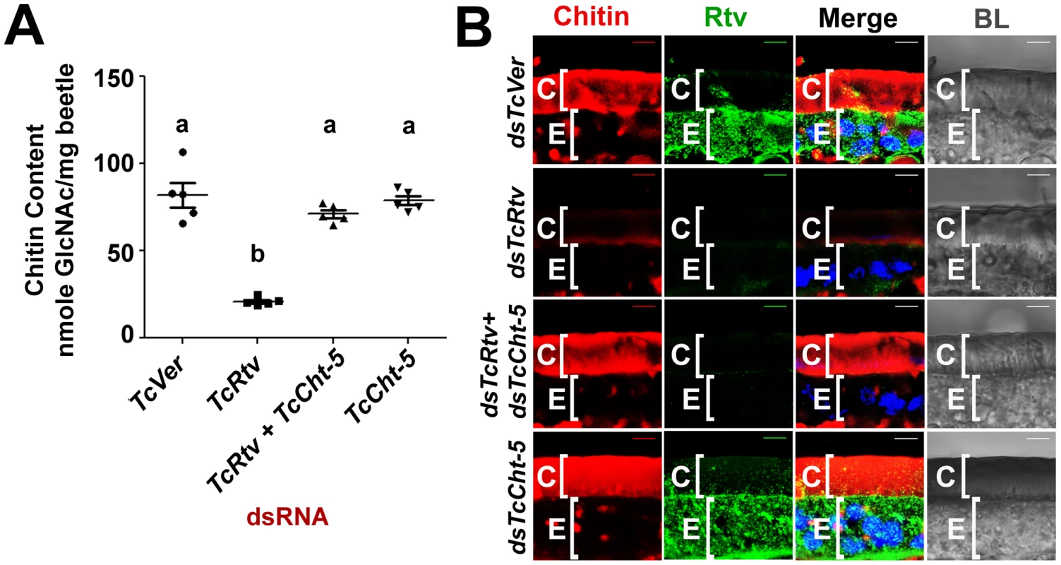 TcRtv prevents chitinase-mediated degradation of procuticular chitin.