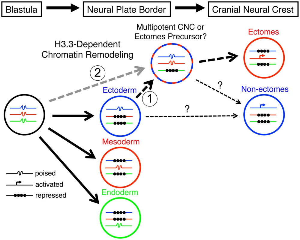 Model for the role of H3.3-dependent histone replacement during CNC development.
