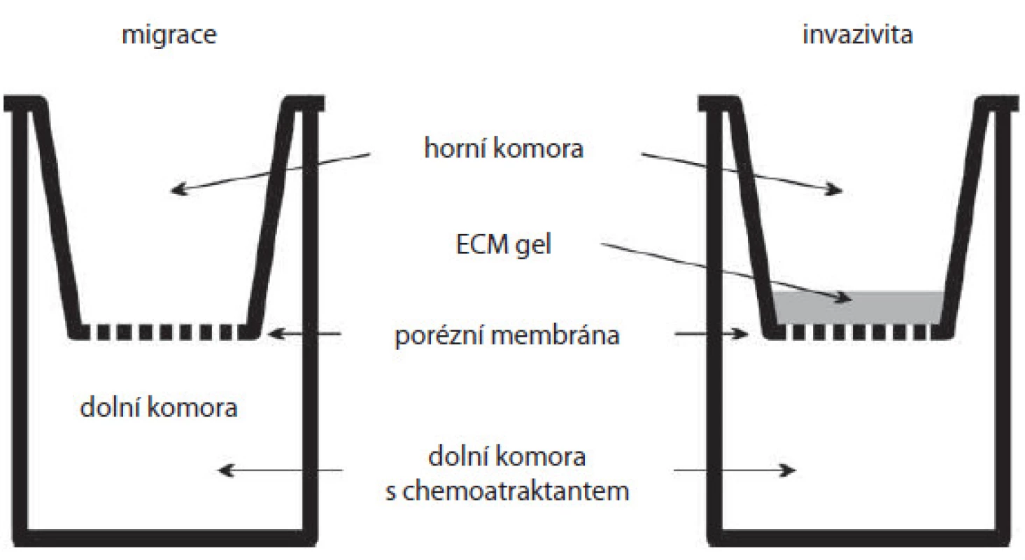 Boydenova komůrka.
Schéma základní Boydenovy komůrky (vlevo) a komůrky s membránou pokrytou gelem z ECM (extracelulární matrix) pro studium invazivity buněk (vpravo). Buňky jsou nanášeny do horní komory a migrují skrz porézní membránu do dolní komory s chemoatraktantem. Je-li membrána pokryta vrstvou gelu, buňky mají ztížené podmínky a musí invadovat skrze něj.