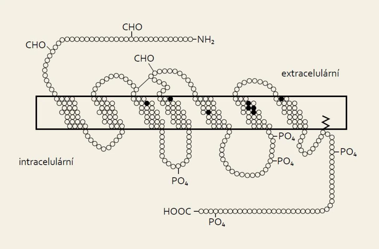Struktura molekul obou forem somatostatinu.
Fig. 1. Molecular structure of both forms of somatostatin.