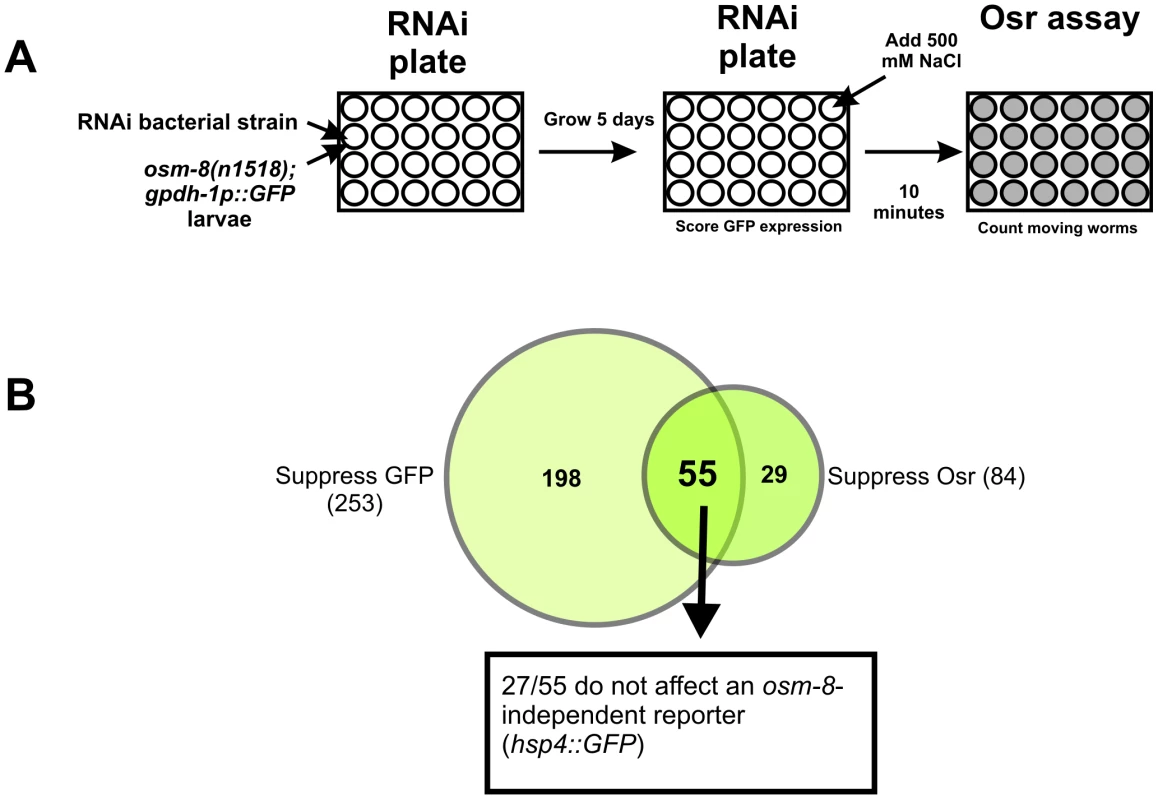 A genome-wide RNAi screen identifies suppressors of <i>osm-8</i> phenotypes.