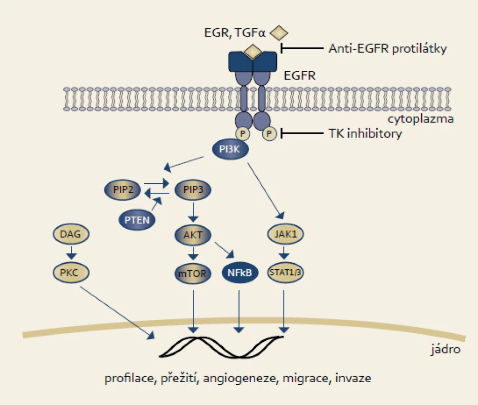 EGFR signální dráha.
Fig. 2. EGFR signaling pathway.