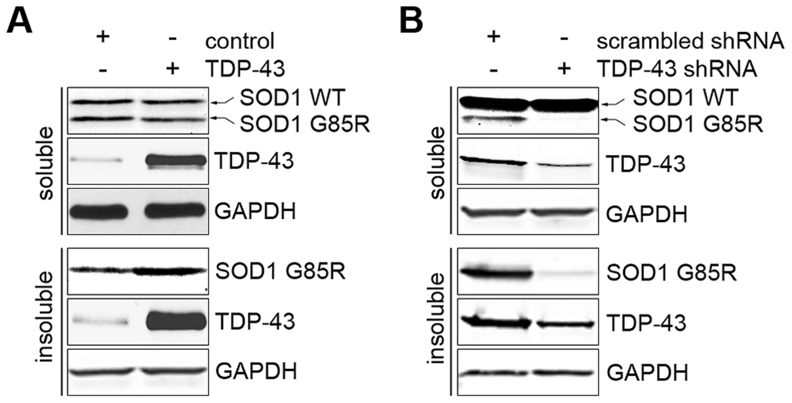 TDP-43 regulates levels of misfolded proteins.