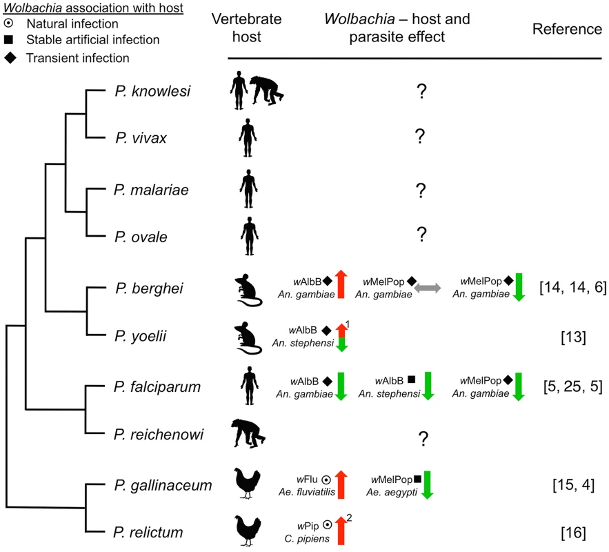 Representative phylogenetic dendrogram of <i>Plasmodium</i> parasites, their vertebrate hosts, and the influence of <i>Wolbachia</i> infection on parasite development within the mosquito vector.