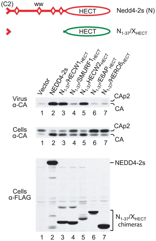 Rescue of HIV-1<sub>ΔPTAPP</sub> by isolated HECT domains fused to the NEDD4-2s residual C2 domain.