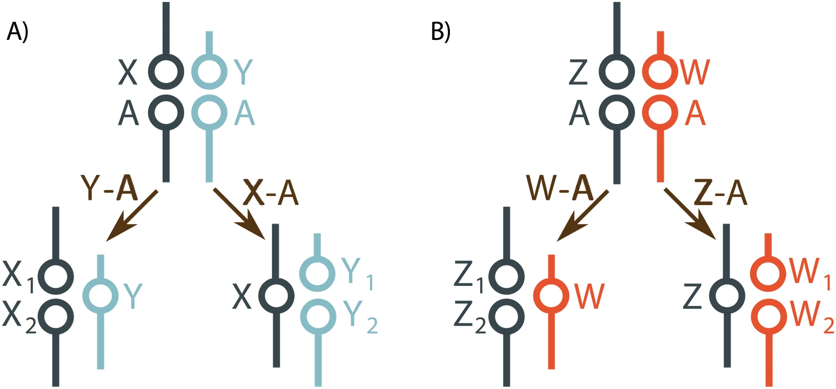 Sex chromosome-autosome fusions create multiple sex chromosome systems.