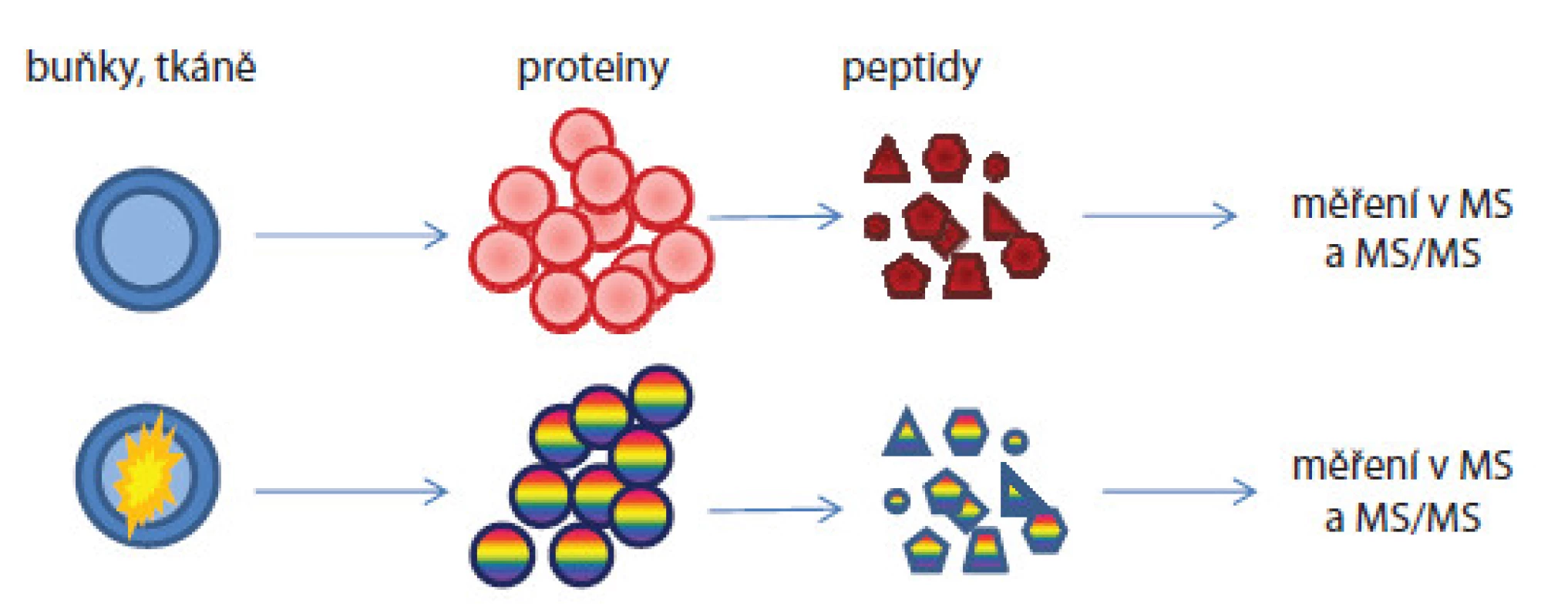 Postup kvantifikace proteinů proteomickými metodami bez použití značení.
