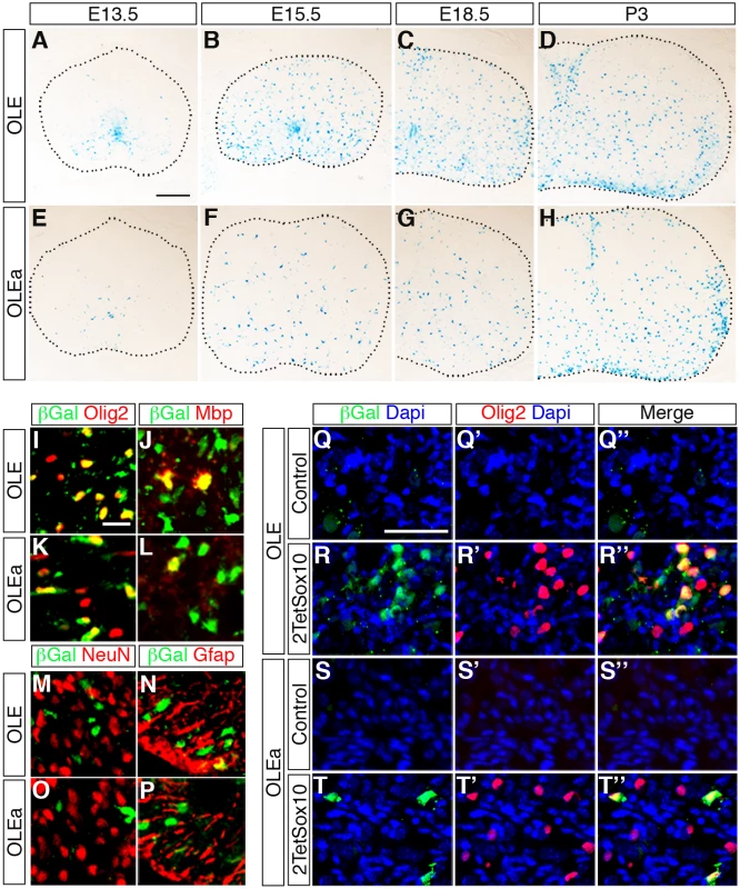 OLE is a Sox10-dependent oligodendroglial enhancer in vivo.