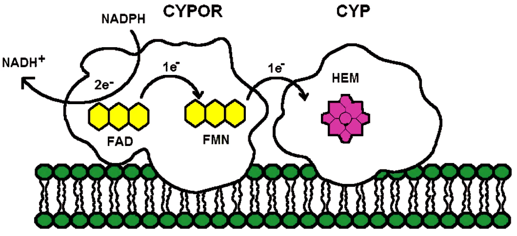Diagram elektronového transportu z NADPH-cytochrom
P450 oxidoreduktáza na mikrozomální cytochromy P450