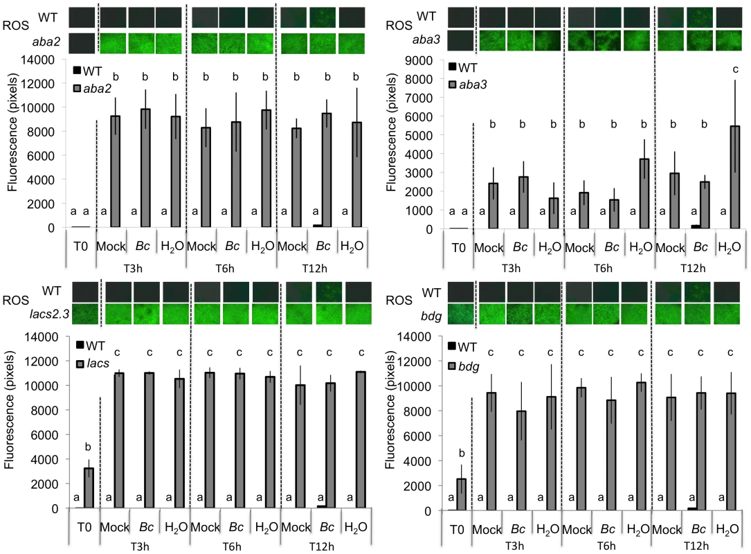 Densitometric quantification of ROS production in ABA and cuticle mutants.