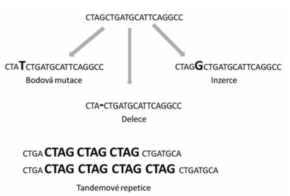 Typy polymorfismů v lidském genomu