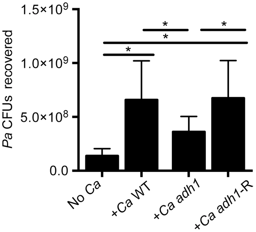 <i>C. albicans</i> promotes <i>P. aeruginosa</i> strain PAO1 WT biofilm formation on airway epithelial cells in part through ethanol production.