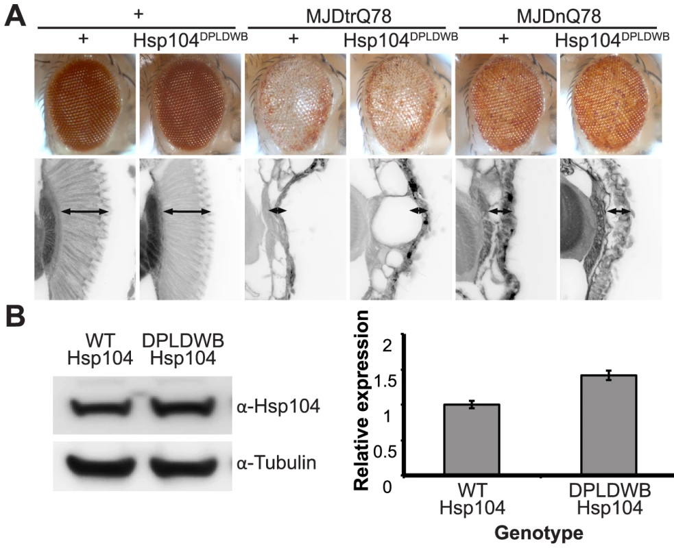 ATPase activity and substrate binding are required for Hsp104 to modulate disease.