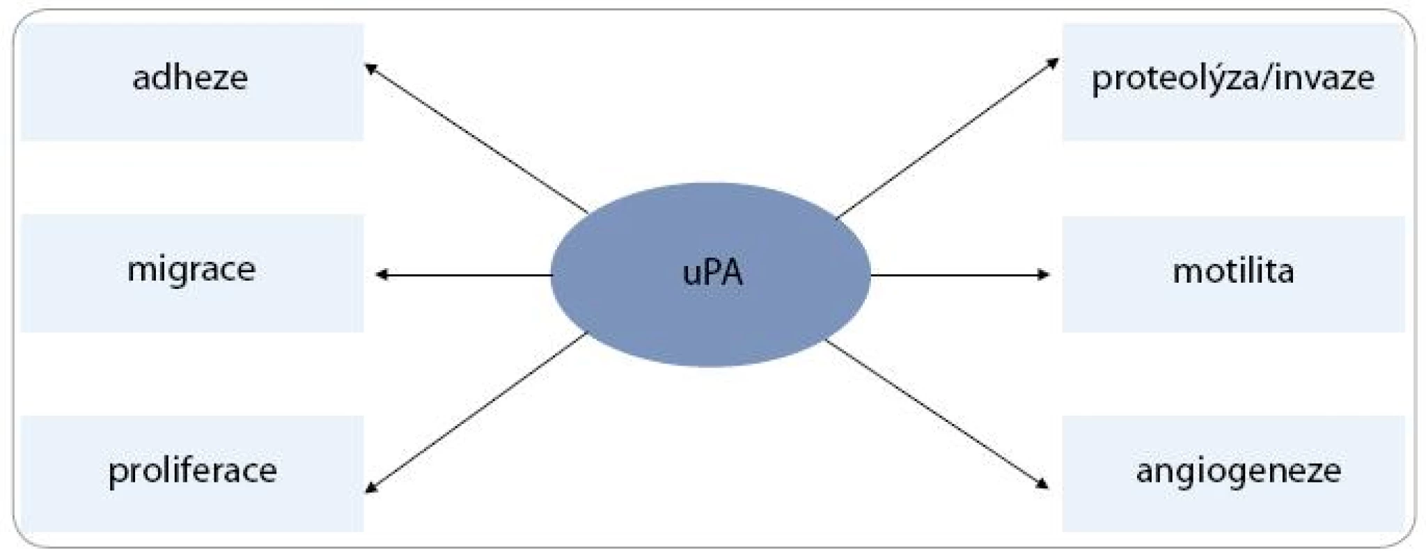 Multifunkční potenciál uPA&lt;sup&gt;53&lt;/sup&gt;.