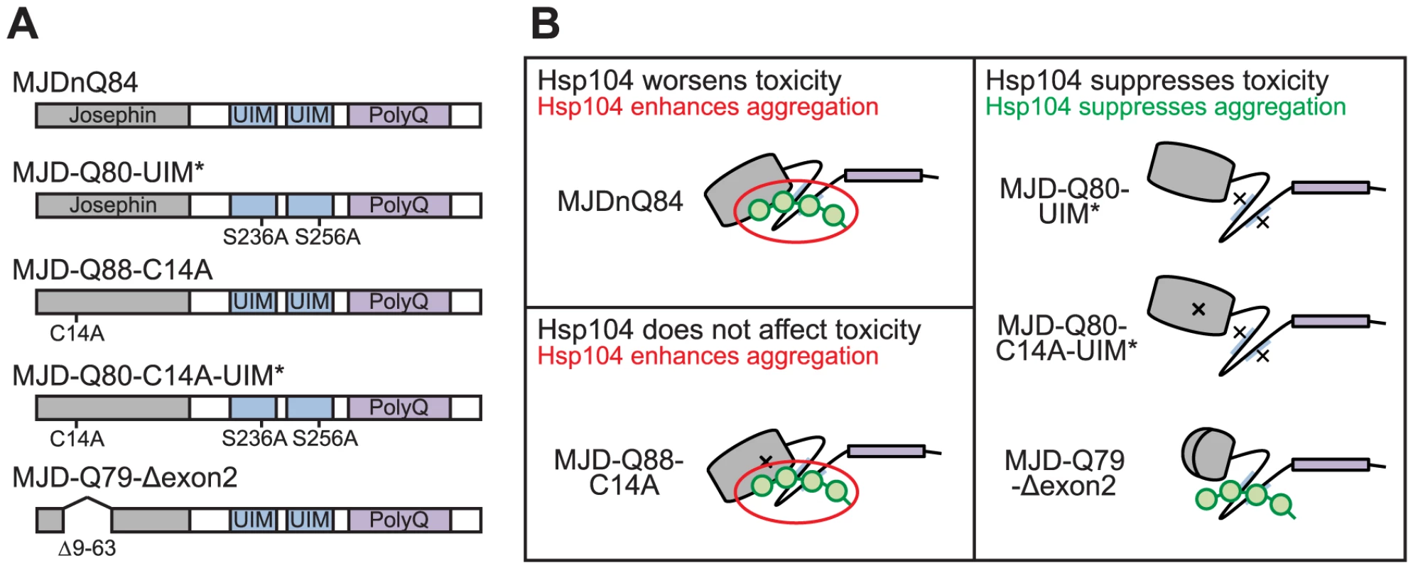 Model of MJD domain contribution to the interaction with Hsp104.