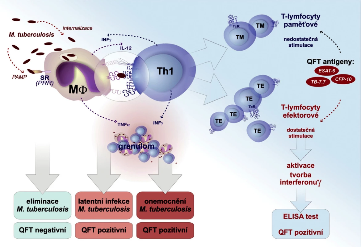 Bakterie M. tuberculosis jsou internalizovány buňkami prezentujícími antigen (makrofágy dendritické buňky). Antigenní peptidy M. tuberculosis jsou předkládány specifickým T lymfocytům. Efektivní stimulace vede k jejich klonální expanzi a preferenčnímu vyzrávání do subsetu TH 1. Výsledkem vzájemných interakcí regulovaných INF-γ  a TNF-α  je vznik granulomu. Úspěšná obrana vede k eliminaci infekce (QFT-G negativní), selhání obrany vede buď ke klinické manifestaci infekce (QFT-G pozitivní), nebo k latentní formě TBC (QFT-G pozitivní). V QFT-G jsou specifickými antigeny stimulovány pouze efektorové T lymfocyty. Anamnestická odpověď nevede k pozitivitě testu.

