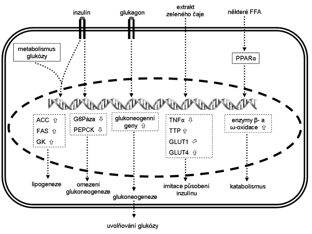 Změna exprese vybraných genů v hepatocytech a jejich (pato)fyziologický efekt
Šipka  značí zvýšenou expresi, šipka  sníženou expresi
a šipka  mírně zvýšenou expresi.
ACC – acetyl-CoA-kaboxyláza, FAS – syntáza mastných kyselin, 
FFA – volné mastné kyseliny, G6Páza – glukózo-6-fosfatáza,
GK – glukokináza, GLUT – glukózový transportér z rodiny SLC2A, 
PEPCK – fosfoenolpyruvát karboxykináza, PPAR – peroxizomální receptor aktivovaný proliferátory, TNF-α – tumor necrosis factor α, TLR4 – toll-like receptor 4