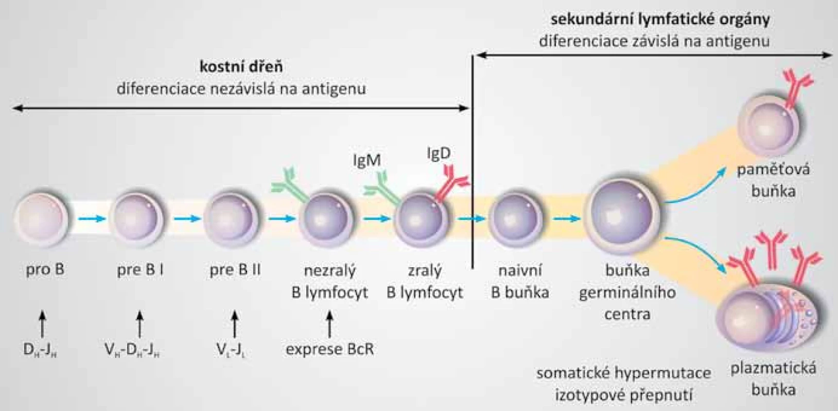 Vývoj B lymfocytu. 
Prekurzorový B lymfoblast v kostní dřeni prodělává přeskupování genových segmentů genů pro imunoglobuliny. Postupně zraje nezávisle na přítomnosti antigenu až do stadia nezralého B lymfocytu, který začíná exprimovat již přeskupený B buněčný receptor (BcR). Zralé B lymfocyty migrují krví do sekundárních lymfatických orgánů. Naivní B buňky osidlují primární lymfatické folikly a po aktivaci antigenem vytvářejí germinální centra. V germinálním centru podléhají B buňky somatickým hypermutacím variabilních úseků imunoglobulinů a izotypovému přepnutí. Vývoj B lymfocytu končí přeměnou na plazmatické buňky produkující protilátky a klidové paměťové buňky. Převzato a upraveno dle [3,37].