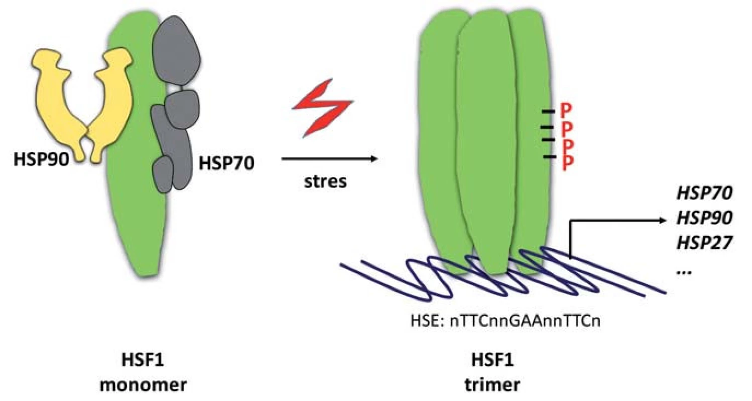 Aktivace HSF1.
Transkripční faktor HSF1 se vyskytuje v nestresovaných buňkách jako monomer v inhibičním komplexu s chaperony HSP70 a HSP90. Stresové podmínky vedou k disociaci molekulárních
chaperonů a trimerizaci HSF1. Transkripčně aktivní forma HSF1 je pak dále modifikována fosforylacemi (P) a vyhledává svá vazebná místa (heat-shock elements – HSE) v promotorech genů. Mezi HSF1-řízené patří také geny kódující HSP70, HSP90 a HSP27. Jejich syntézou se uzavírá zpětnovazebná regulační smyčka aktivity HSF1.