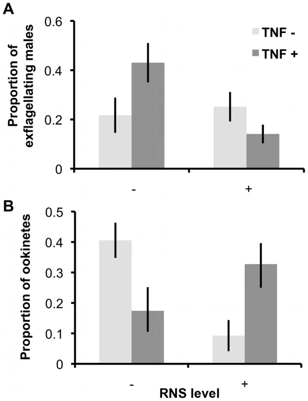 Exflagellation rates and ookinete production after exposure to RNS and TNF-α during gametogenesis.