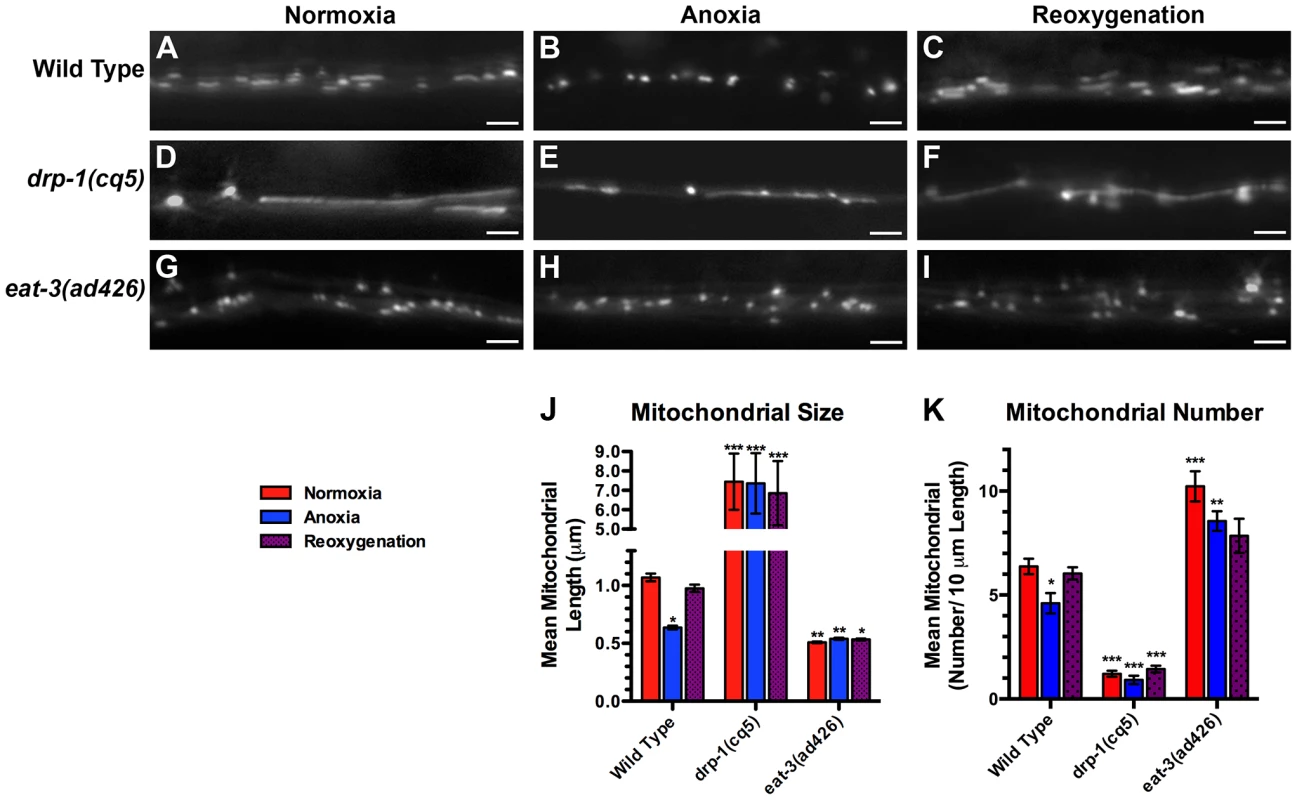 Anoxia promotes DRP-1-dependent mitochondrial fission.