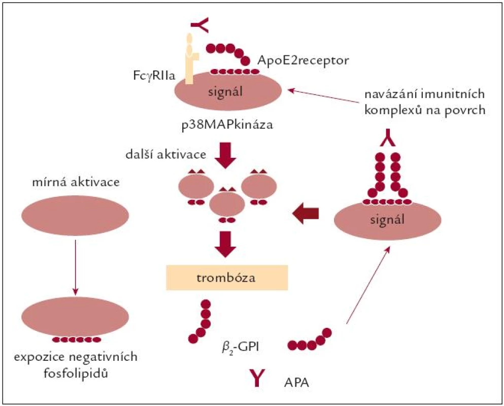 Působení antifosfolipidových protilátek na trombocyty.
Upraveno podle [21].