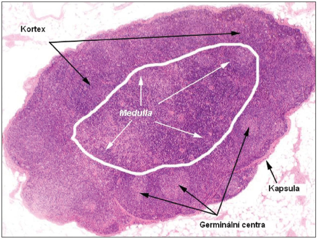 Mikroskopický snímek a struktura fyziologické uzliny (barvení hematoxylin-eosin; zvětšení 10x).