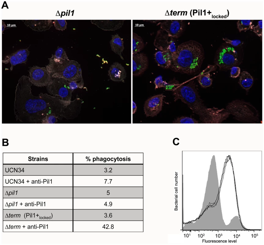 Uptake of <i>S. gallolyticus</i> UCN34 WT, Δ<i>pil1</i>, and Δ<i>term</i> (Pil1+<sub>locked</sub>) strains by human THP-1 macrophages.