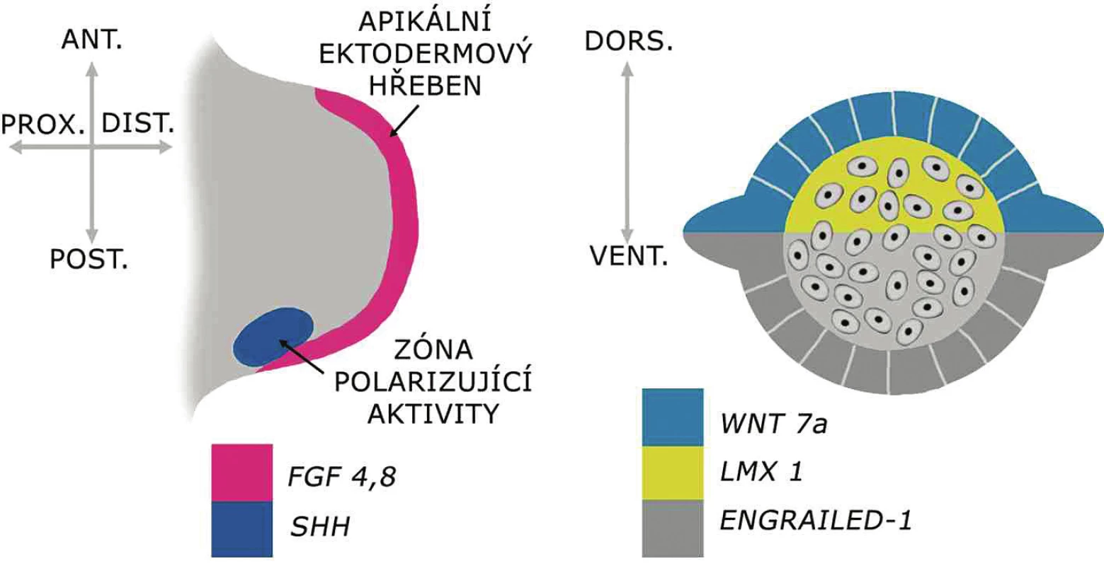 Genová regulace základních os vyvíjející se končetiny  
Apikální ektodermový hřeben produkujíce faktory z rodiny FGF, klíčové pro proximodistální růst končetiny. Palcomalíková (anteroposteriorní) osa je kontrolována buňkami zóny polarizující aktivity produkujícími SHH. Dorzoventrální osa je iniciována expresí WNT7a v dorzálním ektodermu, který vzápětí indukuje expresi LMX1 v dorzálním mezenchymu končetinového pupenu. Ventrální ektoderm exprimuje ENGRAILED1