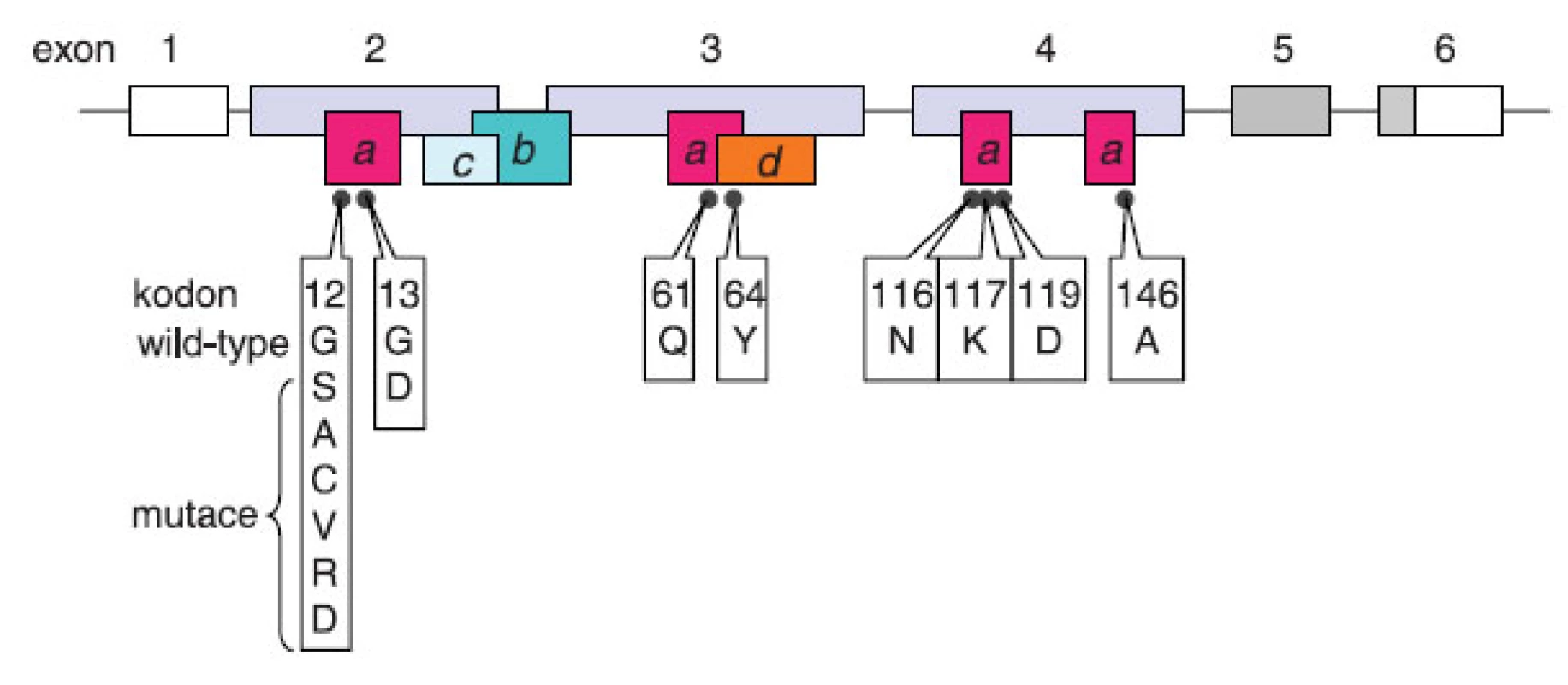 Onkogenní mutace genu KRAS. Gen se skládá z 6 exonů označovaných v literatuře 1, 2, 3, 4, 5, 6 (4), případně -1, 1, 2, 3, 4A a 4B (25). V současné terminologii používané v souvislosti s testováním onkogenních mutací u pacientů s kolorektálním karcinomem převažuje označení 1–6. Exon 1 není překládán (prázdný box), šedě označené exony 5 a 6 podléhají alternativnímu sestřihu se značnou převahou izoformy KRASB (KRAS4B) s translací exonu 6 bez exonu 5. Exony 2–4 jsou invariantní kódující exony. Boxy s písmeny znázorňují funkční oblasti proteinu v kontextu jejich uspořádání v genu: (a) místo vazby GTP, (b) místo vazby efektorů, (c) switch I: interakce efektorů a GAP, (d) switch II: interakce s GEF. Černé body představují kodony, u jejichž mutací byl popsán onkogenní potenciál; u kodonů 12 a 13 jsou mimo aminokyseliny kódované nemutovaným tripletem uvedeny také aminokyseliny zařazované následkem mutace.