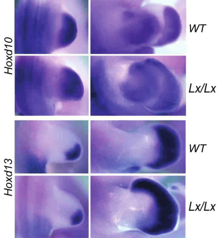 Exprese genů HOXD10 a HOXD13 v zadní končetině embrya kontrolního (WT, wild type) a polydaktylního Lx/Lx potkana ve stáří 13,5 (první vlna – vlevo) a 14,5 embryonálního dne (druhá vlna – vpravo, exprese HOX genů)
Horní okraj obrázků je vždy anteriorní (palcová) strana končetiny. 
Exprese HOXD genů v autopodiu kontrolního potkana nikdy nedosahuje do jeho nejpřednější části, do oblasti budoucího palce.
U Lx polydaktilního potkana je ve stadiu 14,5 embryonálního dne zřetelný posun exprese těchto genů směrem k palci. Ztluštění na palcové straně vyvíjejícího se autopodia je podmíněno
základem nadpočetného prstu.