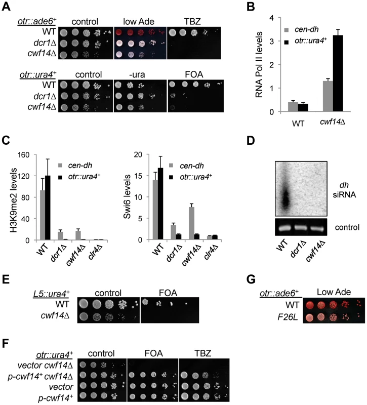 Cwf14 is required for pericentric heterochromatin assembly through the RNAi pathway.