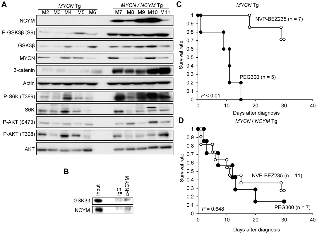 <i>MYCN</i>/<i>NCYM</i> tumors show drug resistance to a PI3K/mTOR-dual inhibitor.