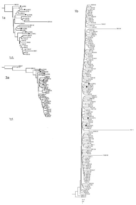 Fylogenetický strom souboru GT pro jednotlivé subtypy: 1b, 1a, 3a. Čtverečky označují typové sekvence z Genbank, měřítko určuje genetickou vzdálenost subtypů
Fig. 2. Subtype 1b, 1a and 3a phylogenetic trees for 188 HCV positives blood donors (squares are Genbank sequences, the genetic distance scale bar is shown)