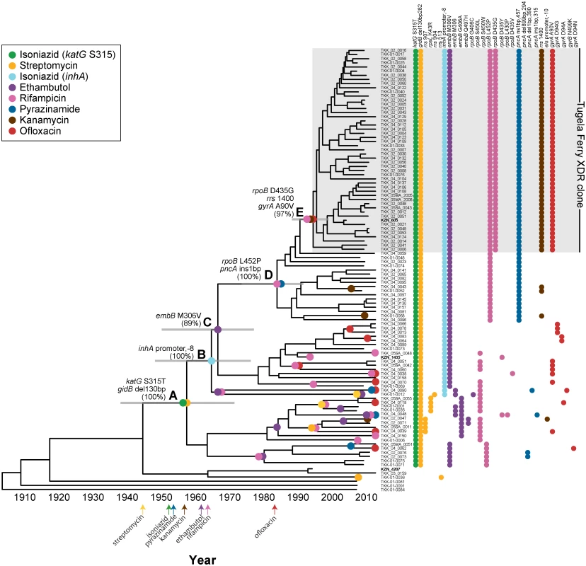Molecular evolution and dating of drug resistance emergence within the Tugela Ferry XDR Clone.