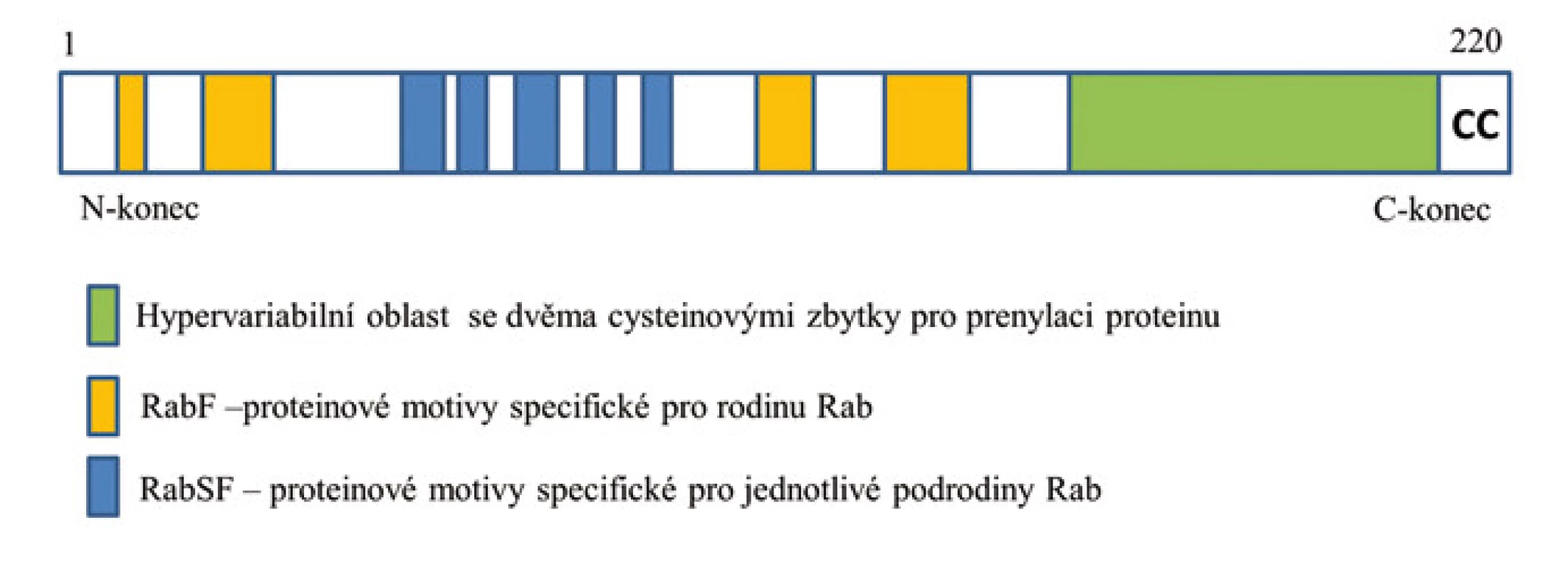 Schéma struktury proteinu Rab.
Struktura proteinu Rab s označenými motivy specifickými pro celou rodinu Rab (RabF) a pro jednotlivé podrodiny Rab (RabSF), které se podílejí na protein-proteinových interakcích. Na C-konci proteinu je hypervariabilní doména s dicysteinylovým prenylačním signálem (CC).