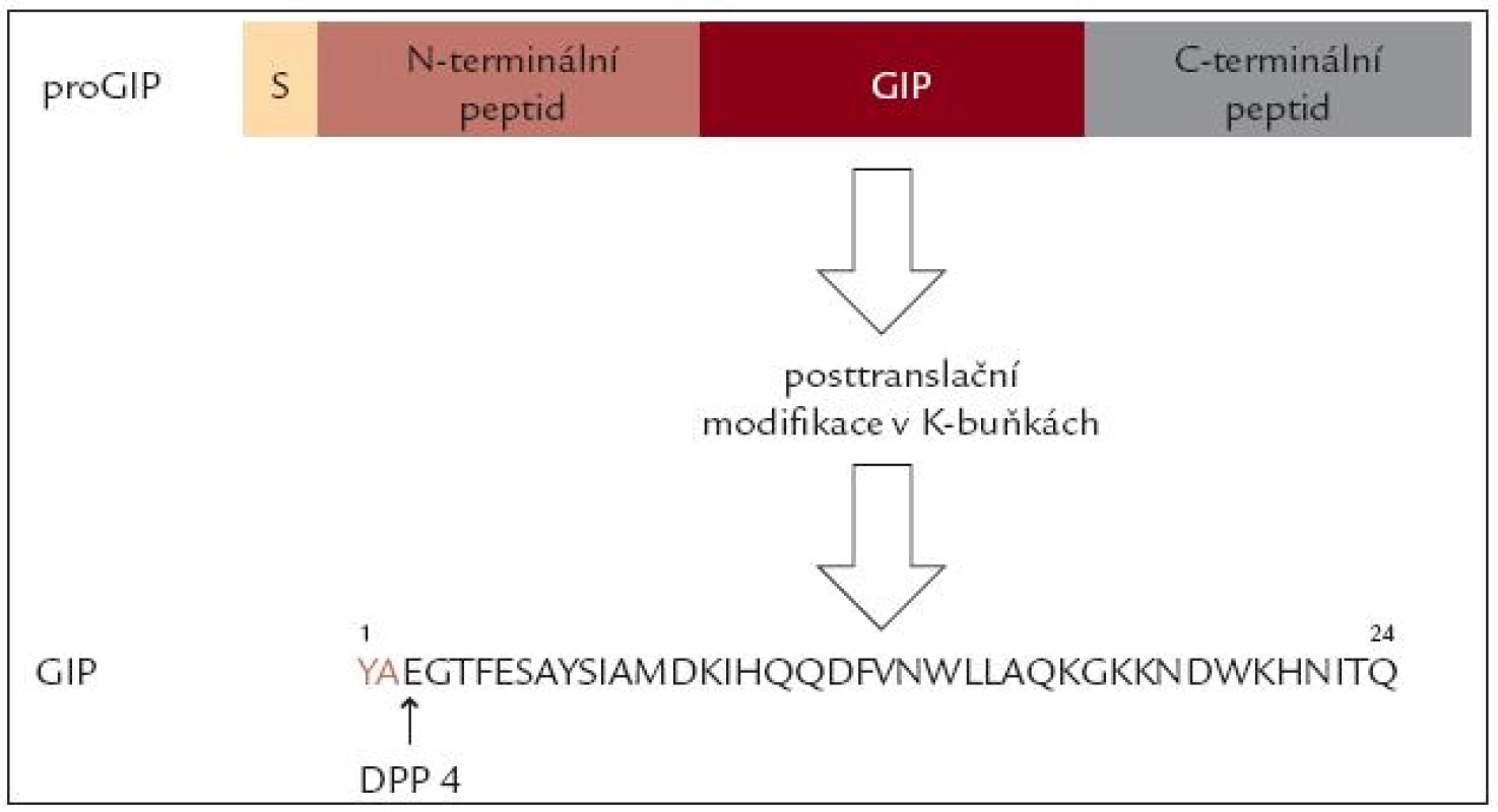 Schéma posttranslační modifi kace proGIP a vznik GIP. Peptid je rychle štěpen v poloze 2 dipeptidilaminopeptidázou (DPP 4).