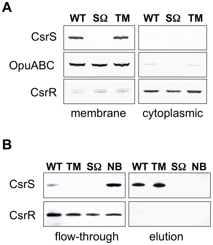 CsrS is associated with the cell membrane and contains a surface-exposed domain.