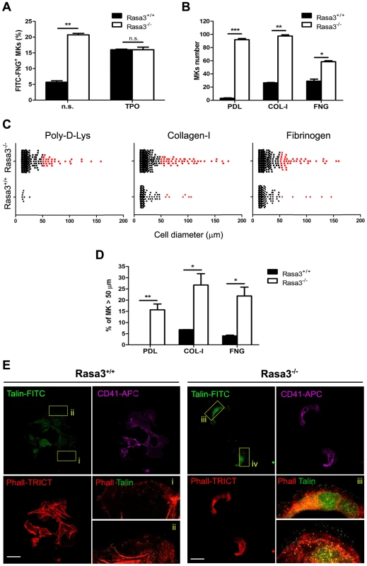 Altered inside-out and outside-in integrin signaling in Rasa3<sup>−/−</sup> megakaryocytes.
